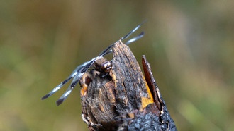 Темные пятна на крыльях стрекоз мешают им размножаться из-за изменения климата и пожаров