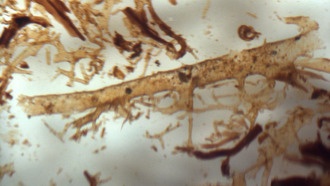 Учёные подтвердили сохранение гемоглобина в костях динозавров