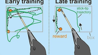 Вороны научились точно использовать инструменты для добычи пищи