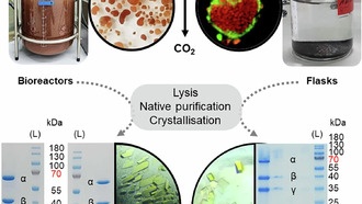 Учёные раскрыли механизм работы фермента, регулирующего метановый баланс