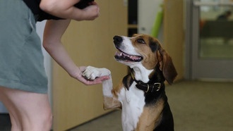 Исследование: поведение собак оставалось стабильным во время пандемии