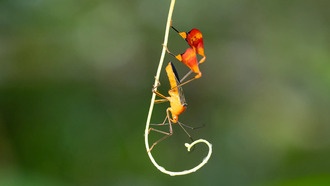 Учёные разгадали тайну «махания флажками» у тропических клопов