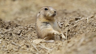 Маленькие обитатели прерий оказались эффективнее бизонов в круговороте питательных веществ