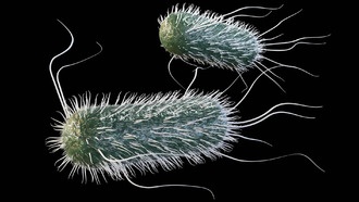 Утренний кофе может ослаблять действие антибиотиков