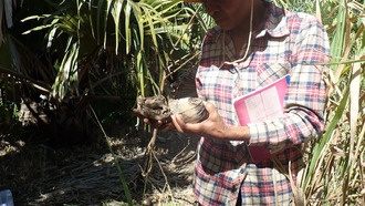 Семена растений на Мадагаскаре мельчают из-за деятельности человека