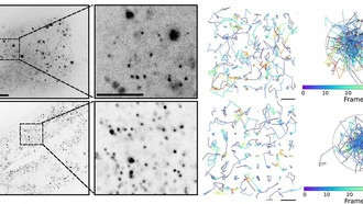 Учёные выяснили, что клетки живых организмов гораздо более «тесные», чем считалось