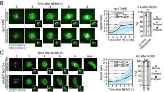Белок MPS1 контролирует своевременное деление яйцеклеток, предотвращая выкидыши и врожденные заболевания