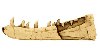 В Уэльсе идентифицировали новый вид динозавра, найденный более 125 лет назад