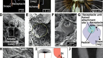Одуванчики контролируют распространение семян с помощью асимметричного крепления