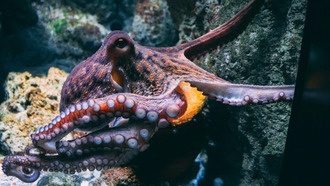 Осьминоги используют определённые щупальца для конкретных задач