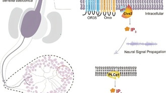 Саранча использует уникальный молекулярный путь для обработки запахов