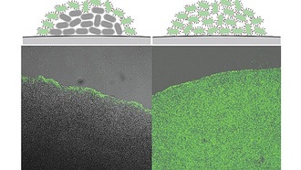 Ученые нашли молекулярный переключатель вирулентности у бактерий