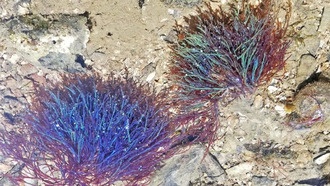 Морские водоросли могут повысить эффективность солнечных панелей