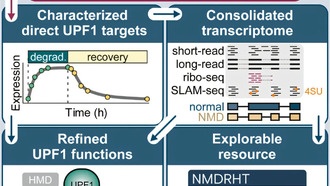 Ученые раскрыли механизм клеточного контроля качества в организме человека