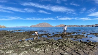 Экологическая ДНК может вводить в заблуждение при отслеживании смещения ареалов морских видов