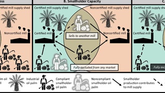 Исследование: Независимые фермеры по производству пальмового масла исключены из устойчивых рынков