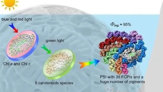Китайские учёные раскрыли механизм улавливания света у морских водорослей