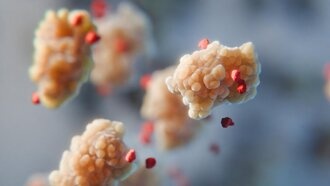 Аминокислоты действуют как «анти-соль»: новое понимание стабилизации белков