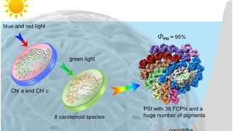 Ученые раскрыли структуру крупнейшего фотосинтетического комплекса эукариот