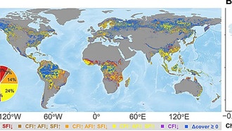 Новое исследование: фрагментация лесов усилилась более чем в половине мировых лесов