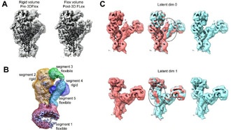 Ученые раскрыли механизм запуска свертывания крови