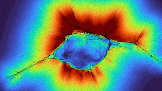 Клетки научились «чувствовать» на расстоянии, работая коллективно