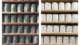 Плесень в сырных пещерах показала, как генетические мутации ускоряют эволюцию