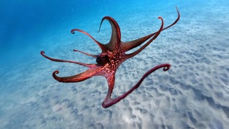 Учёные выяснили, как осьминоги на самом деле используют свои щупальца