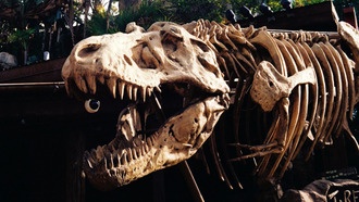 Учёные создали музыкальные инструменты, которые воспроизводят голоса динозавров