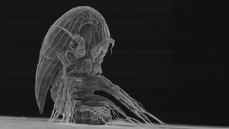 Учёные приблизились к разгадке тайны y-личинок — загадочных ракообразных