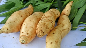 Учёные расшифровали сложный геном батата