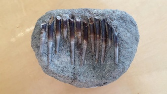 Исследование зубов динозавров раскрыло их пищевые предпочтения