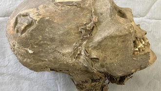 350-летняя мумифицированная голова в Швейцарии оказалась принадлежащей народу аймара из Боливии