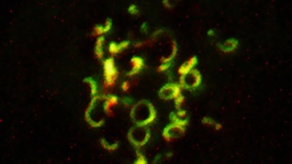 Разгадана вековая тайна «короны» клеточного деления