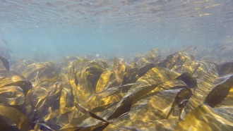 Водоросли северного побережья Португалии оказались мощным поглотителем углерода