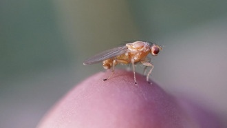 Учёные открыли механизм, позволяющий организмам скрывать генетические преимущества до востребования