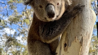Успешное спасение коал на острове Кенгуру обернулось генетической ловушкой