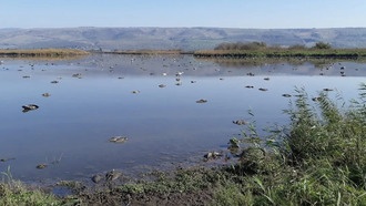 Дикие животные станут системой раннего предупреждения о пандемиях