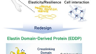 Создан искусственный белок, который улучшает регенерацию тканей