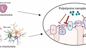 Учёные выяснили, как нанопластик нарушает энергетический обмен в мозге