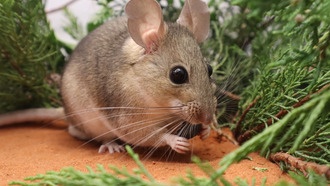 ДНК-анализ показал, как древесные крысы выбирают ядовитые растения для питания