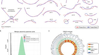 Создан эталонный геном широко используемой человеческой клеточной линии RPE-1