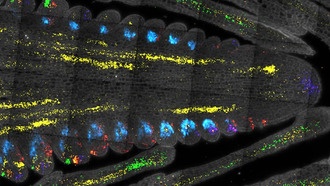 Ученые нашли «главный переключатель» роста растений