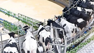 Китайские учёные создали первый в мире клеточный атлас молочного скота