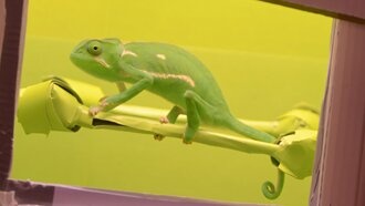 Хамелеоны лучше всего маскируются на чёрном фоне