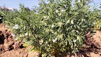 Древние бобовые с Канарских островов могут помочь в адаптации сельского хозяйства к изменению климата