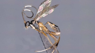 В Индии открыли новый вид ос-паразитоидов, названный в честь National Geographic