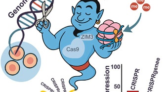 CRISPRgenee: новая технология для лучшего понимания функций клеток