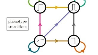 Как эволюция перестраивает генетические сети для создания новых форм