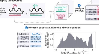 Новый метод DOMEK измеряет кинетику ферментов для 200 000 субстратов одновременно